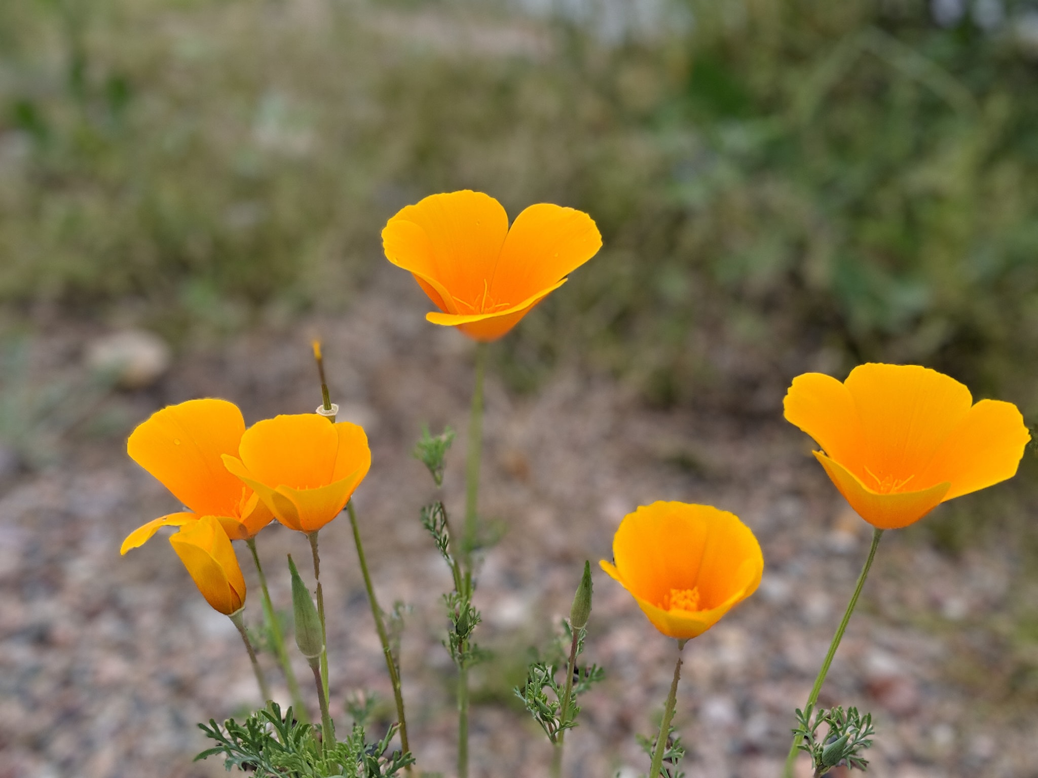 Just some pretty flowers I saw in Arizona.